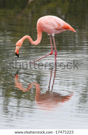 This long legged flamingo is searching for food in the water