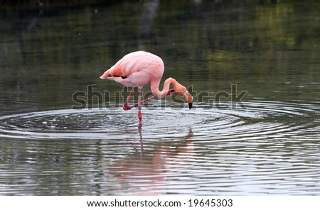 A pink flamingo on the hunt for food in a small brackish lake