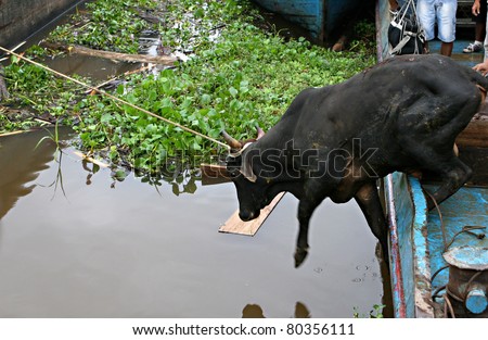 A head of cattle is pulled off a ferry boat in Iquitos, Peru. The cattle are then pulled ashore by the rope.
