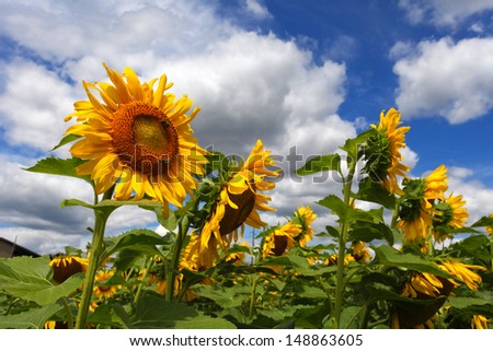 Yellow sunflowers on the blue sky and green background