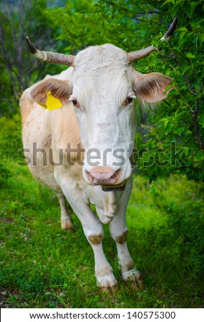 Brown white cow portrait from Carpathians Mountains