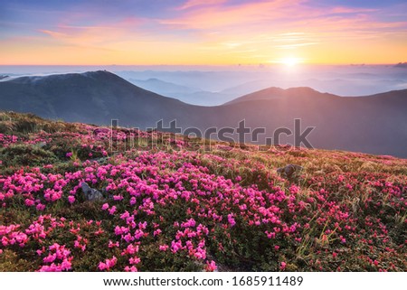 Similar – Foto Bild rosa Blüte von Berg-Hauswurz, Sempervivum montanum