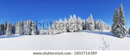 Similar – Image, Stock Photo snow on the pine tree leaves in wintertime