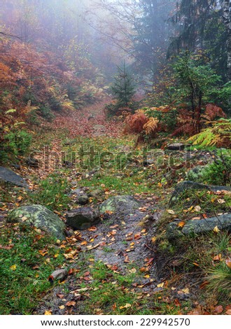 Rock road that lead to a dense red forest full of trees and memories in a foggy autumn day.