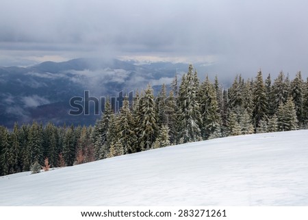 Big fluffy fir tree standing like soldier in a root of mountain