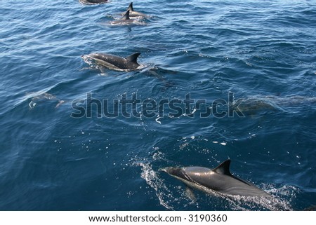 Common dolphins in the wild