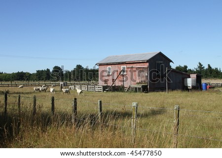 Old farm building with sheep, New Zealand
