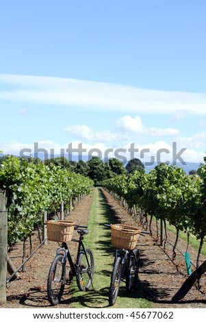 Bikes in vineyard
