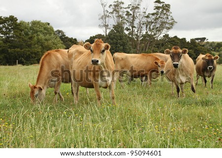 Jersey cows, New Zealand