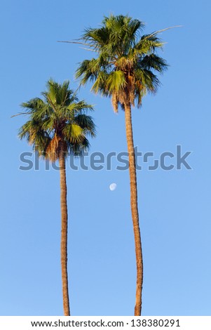 Palm Trees and Moon, Palm Springs, CA