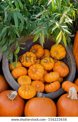 Small orange pumpkins decorated for autumn holiday season.