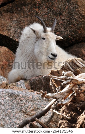 White mountain goat on rocky ledge