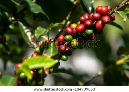 coffee beans on coffee tree, in Brazil