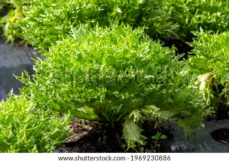 Green leaves chicory and lettuce on garden bed in vegetable field, farm in Brazil Stock foto © 