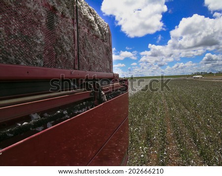 GOIAS, BRAZIL, April 14, 2004. A cotton field is being picked during the fall harvest