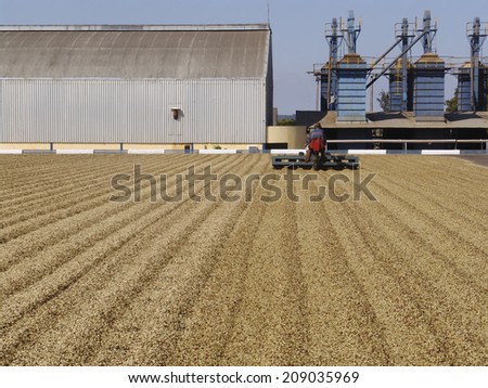 Minas Gerais, Brazil, June 02, 2006: Coffee farmer drying coffee beans at plantation in the southern part of Minas Gerais state, the center of coffee production in Brazil.