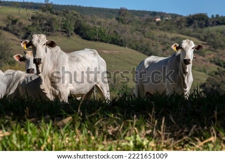 Vacas da raça zebuína Nelore, em uma área de pastagem de uma fazenda para pecuária bovina de corte, no município de Vera Cruz, SP. Foto stock © 