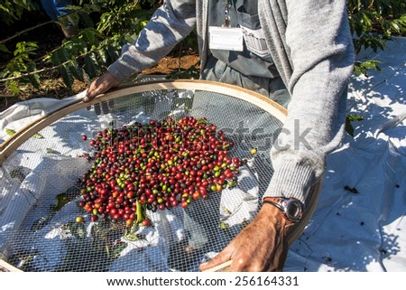 Sao Paulo, Brazil. June 18, 2009. Man harvesting coffee on the orchard of the Biological Institute, the oldest urban coffee plantation in the country, located in Vila Mariana, south of Sao Paulo