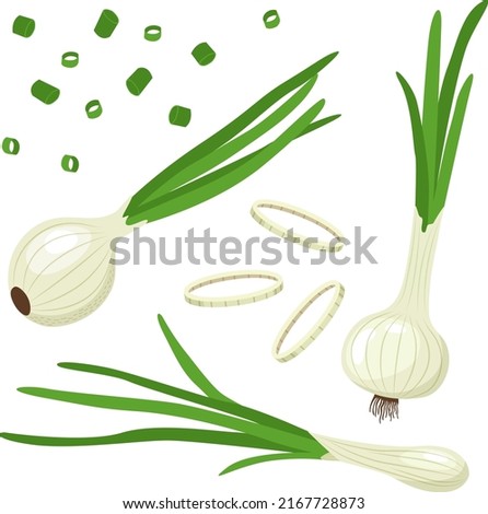Set of green onions with leaves and onion rings. Vector illustration in flat style isolated on white background.