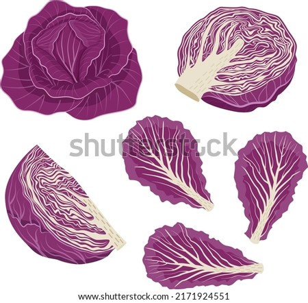 Set of red cabbage with leaves, cabbage halves, slices. Vector illustration in flat style isolated on white background.