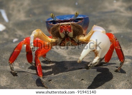 Blue crab, Costa Rica Halloween crab