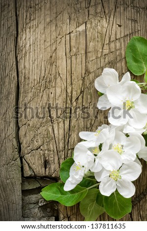 Pear blossoms over wood background