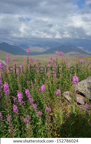 Purple Fireweed with Mountain Landscape