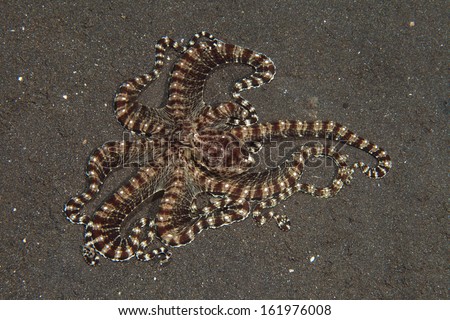 Mimic octopus (Thaumoctopus mimicus) on the sea floor