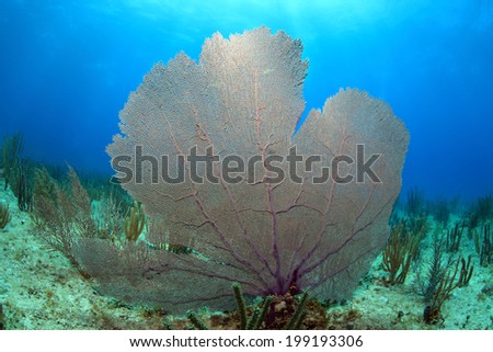 Common sea fan coral in the tropical reef of the caribbean