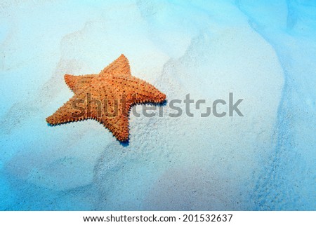 Cushion sea star (Oreaster reticulatus) on the sandy bottom of the caribbean sea