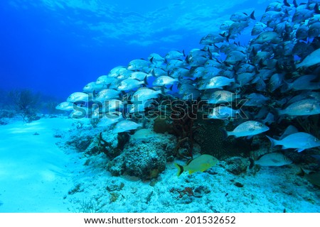 Tropical coral reef and fish in the coastal waters of the caribbean sea