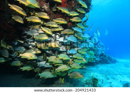 Shoal of grunt fish underwater in the coral reef of the caribbean sea
