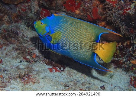 Queen angelfish (Holacanthus ciliaris) underwater in the coral reef of the caribbean sea