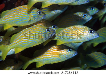 Fish shoal of french grunts (Haemulon flavolineatum) in the caribbean sea