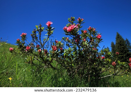 Alpine rose plant in the swiss mountains