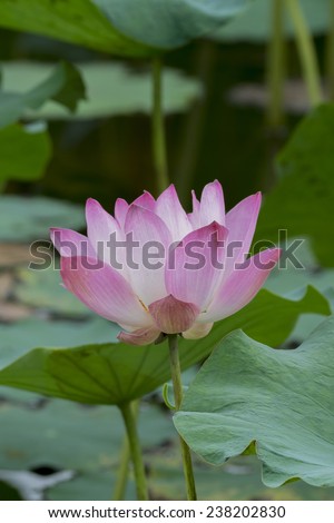 Lotus flower in bloom. Nelumbo nucifera is botanical name for lotus