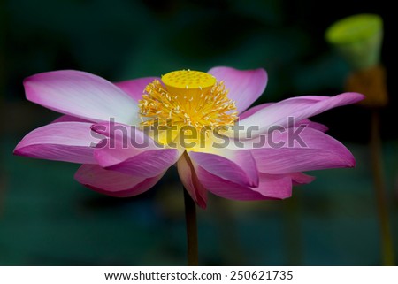 Lotus flower in bloom. Nelumbo nucifera is botanical name for lotus plant