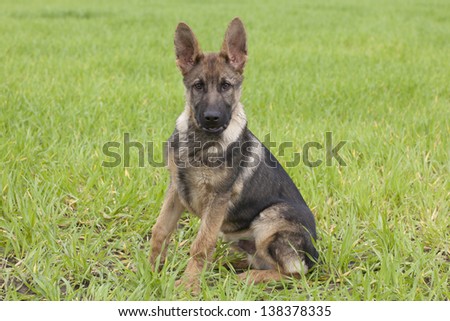 German Shepherds puppy sitting on green grass
