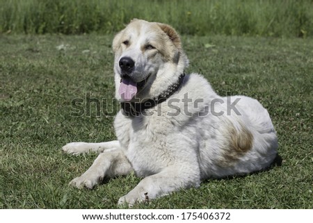 Central Asian Shepherd Dog on green grass