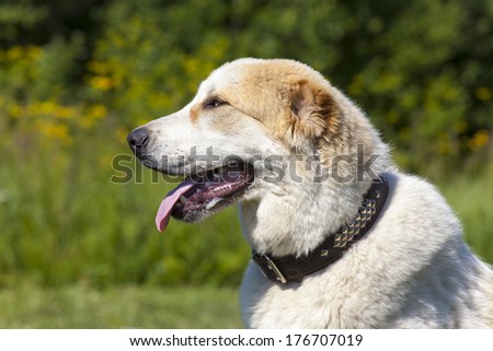 Central Asian Shepherd Dog portrait on nature background