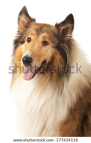 Rough Collie or Scottish Collie is isolated on white background