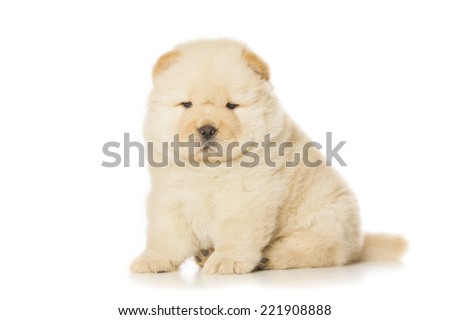 fluffy chow-chow puppy isolated over white background