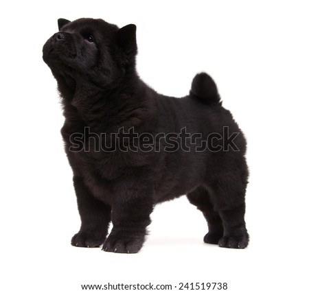 fluffy black chow-chow puppy isolated over white background