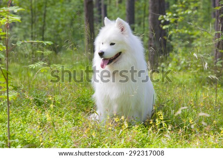 samoyed puppy Samoyed puppy in the summer forest