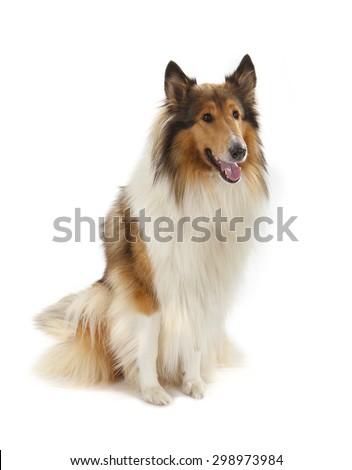 Rough Collie or Scottish Collie isolated on white background