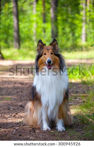Rough Collie or Scottish Collie in summer forest