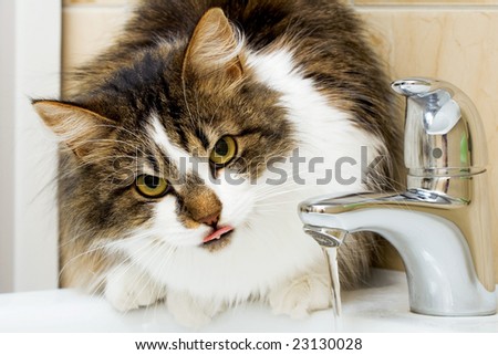 Cat sitting on the wash stand and drinking water
