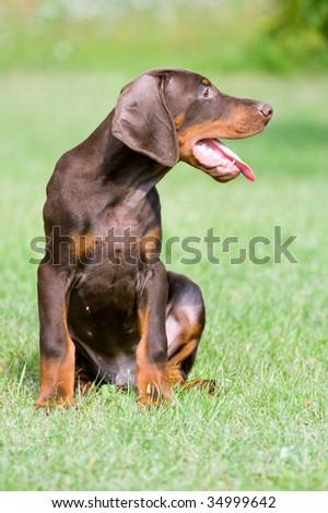 brown doberman puppy
