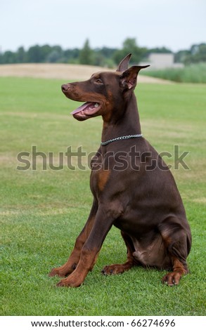 young brown doberman puppy sitting on the green grass