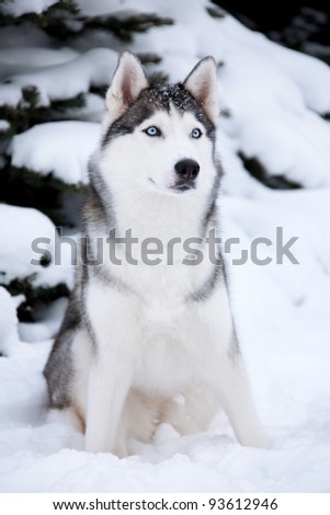 Young Husky on white snow background